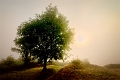 paysage 3_08_11 n01
